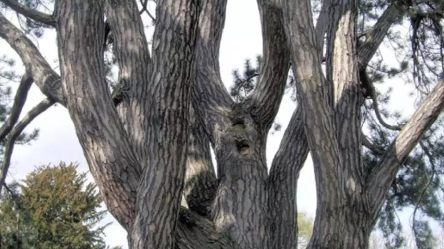 Tolkien Pine Tree